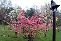 Dog Wood