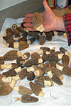 Morels